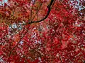 宝筐院の写真_479196
