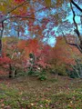 宝筐院の写真_479197