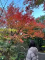宝筐院の写真_479199