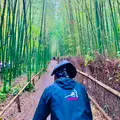 嵐山 竹林の小径の写真_479379