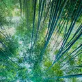嵐山 竹林の小径の写真_479380