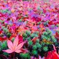 宝筐院の写真_479381