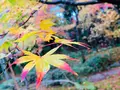宝筐院の写真_479382