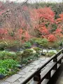 宝筐院の写真_479386