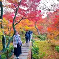 宝筐院の写真_479387