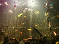 マカオ海事博物館の写真_479816