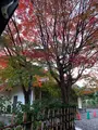 嵐山の写真_479965