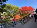 太宰府天満宮の写真_480020
