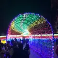 東京ドイツ村の写真_480398