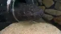 瑞穂ハンザケ自然館の写真_480845