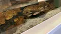 瑞穂ハンザケ自然館の写真_480847