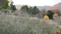 香木の森公園の写真_480857