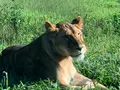 那須サファリパークの写真_483617