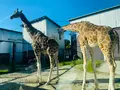 那須サファリパークの写真_483620
