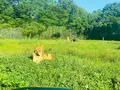 那須サファリパークの写真_483622