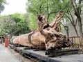嘉義製材所園区第二代製材工場の写真_483770