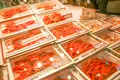 近江町市場の写真_484379