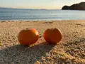 県民の浜の写真_484669