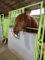 那須高原 りんどう湖ファミリー牧場の写真_484711