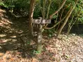 足摺巨石群 唐人駄場遺跡の写真_484820