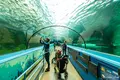 SEA LIFE Sydney Aquariumの写真_484889