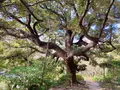 栗林公園の写真_484967
