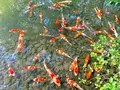 栗林公園の写真_484981