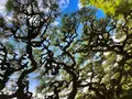 栗林公園の写真_484996