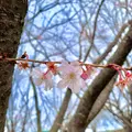 丸亀城の写真_485093