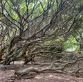 老梅緑石槽の写真_485501