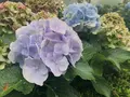 カメルリアヒル/Camellia Hill/카멜리아힐の写真_486449