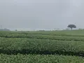 o’sulloc tea museum/オソルロッ ティミュジオム/오설록 티뮤지엄の写真_486468