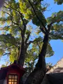 來宮神社の写真_486768