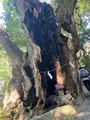 來宮神社の写真_486769