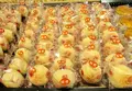 十字軒糕餅舗の写真_489398