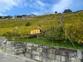Chexbres Villageの写真_489688