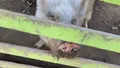 ブラジリアンパーク　鷲羽山ハイランドの写真_490824