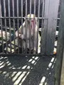 アニマルワンダーリゾウト（市原ぞうの国）の写真_491583