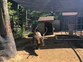 アニマルワンダーリゾウト（市原ぞうの国）の写真_491584