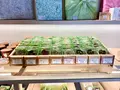 カカオ果の写真_492889