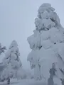 蔵王の樹氷の写真_495020