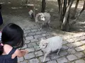 アクリマタシオン庭園の写真_498879