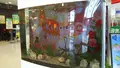 奈良金魚ミュージアムの写真_499852