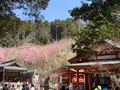 大縣神社の写真_500673
