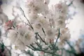 萩往還梅林園の写真_501068