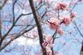 萩往還梅林園の写真_501069