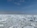 流氷観光砕氷船おーろらの写真_502009