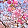 県民の浜の写真_502738