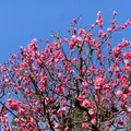 兼六園 梅林の写真_504127