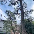 才蔵寺の写真_505040